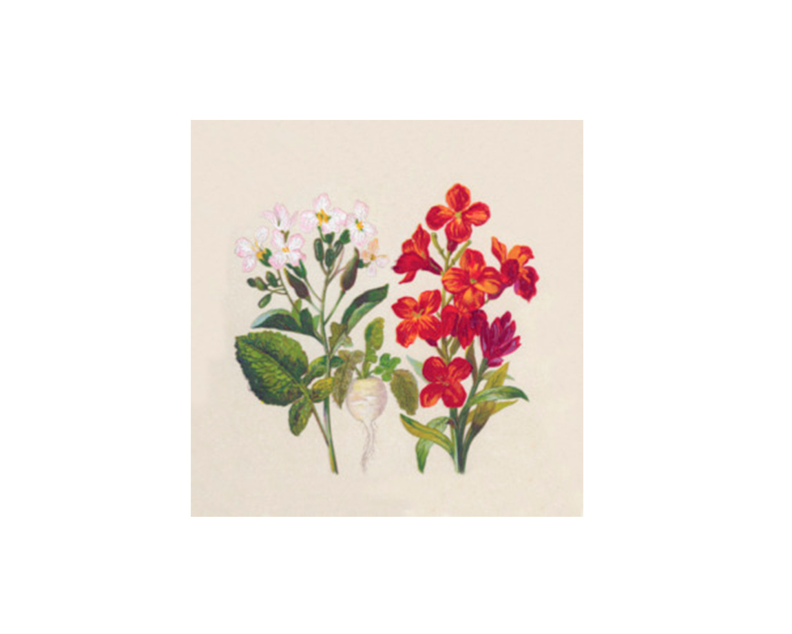 SERVILLETAS EQ DECOUPAGE 33x33CM x20 U. 196083 EN DUO